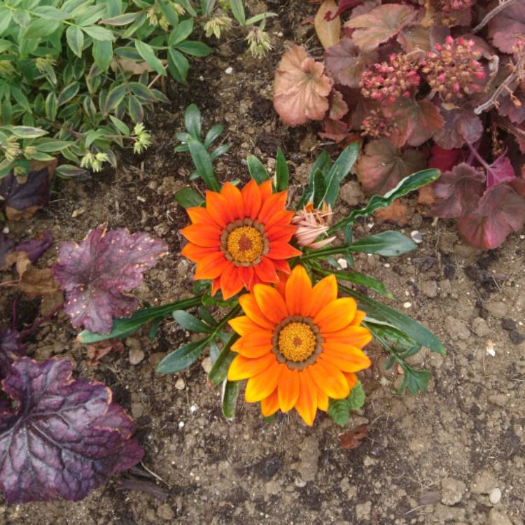 Plant image Gazania 'Orange Flame'