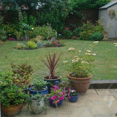 Marilyn's garden