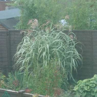 Marilyn's garden