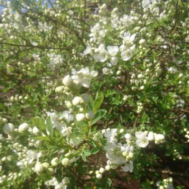 Exochorda 'The Bride'