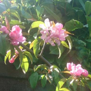 Crab Apple