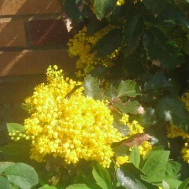 Holly Leaved Barberry