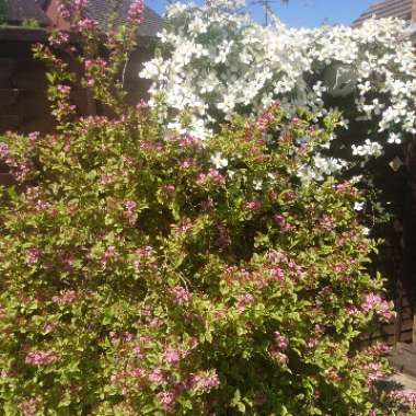 Marilyn's garden
