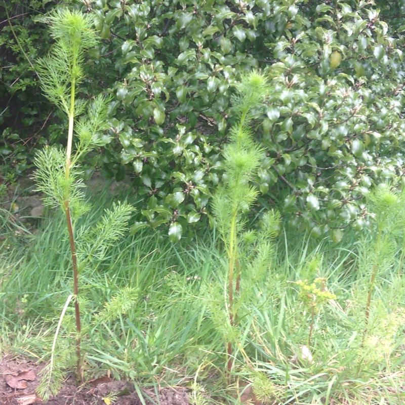 J's garden