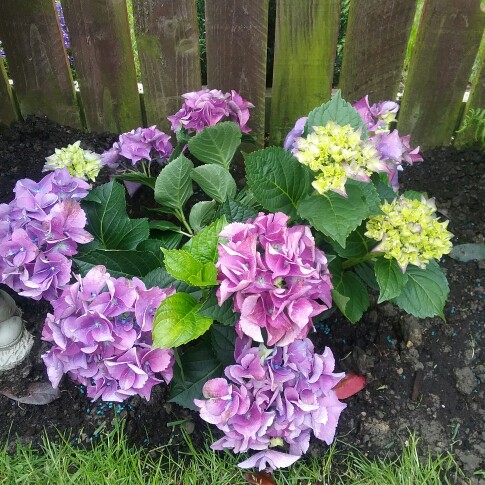 Margaret's garden