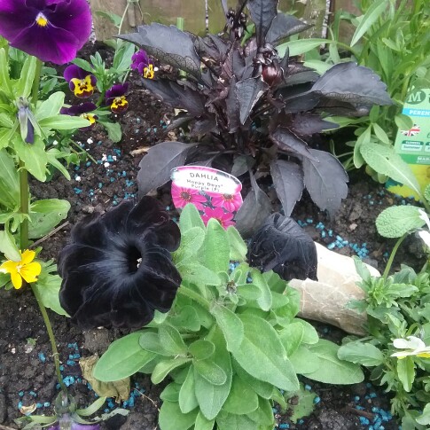 Margaret's garden