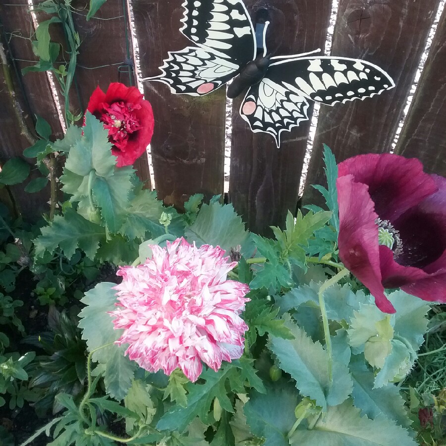 Margaret's garden