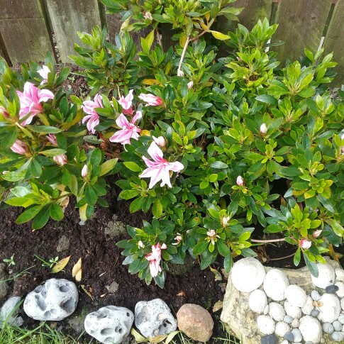 Margaret's garden