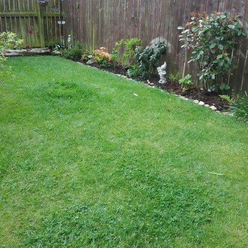 Margaret's garden