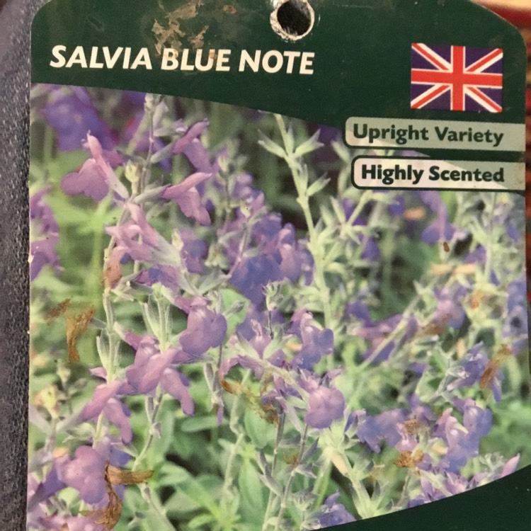 Plant image Salvia Microphylla 'Blue Note'