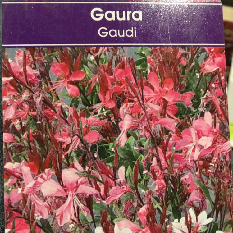 Plant image Oenothera lindheimeri 'Florgaured' syn. Oenothera lindheimeri 'Gaudi Red', Gaura lindheimeri 'Gaudi Red'