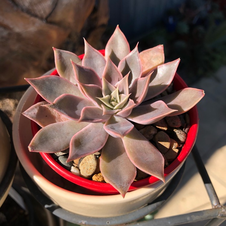 Plant image Echeveria Mensa