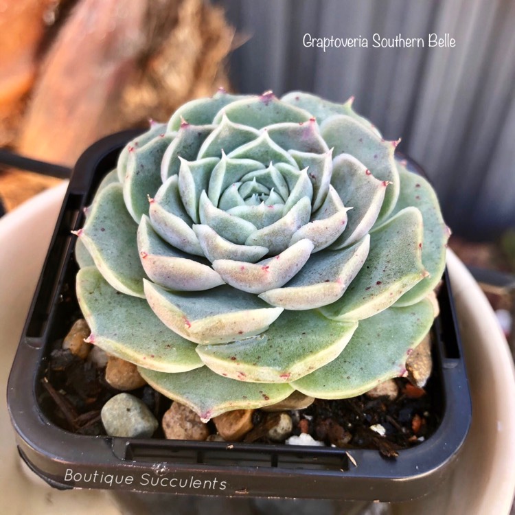 Plant image xSedeveria Southern Belle
