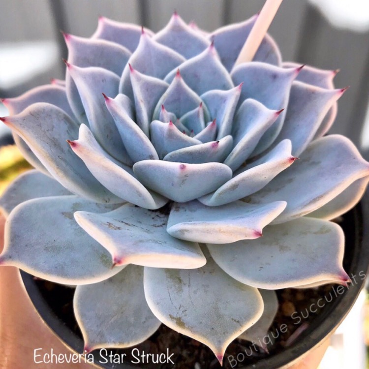 Plant image Echeveria Star Struck