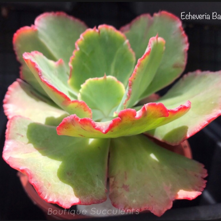 plant image 1126367