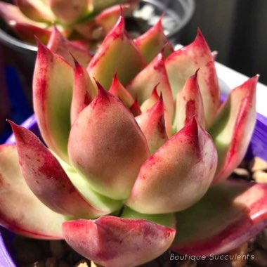 Echeveria Holiday Magic