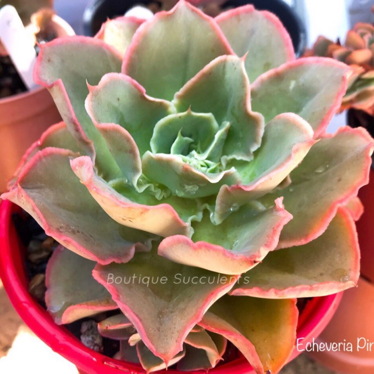 plant image 1127499