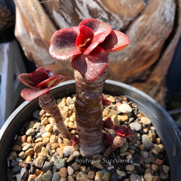 plant image 1152376