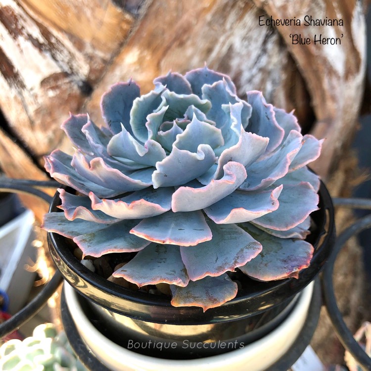 Plant image Echeveria Shaviana ‘Blue Heron'