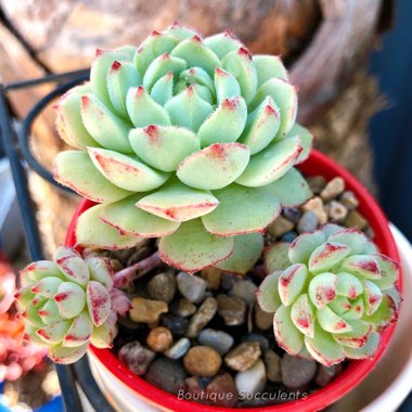 Echeveria 'Kircheriana'