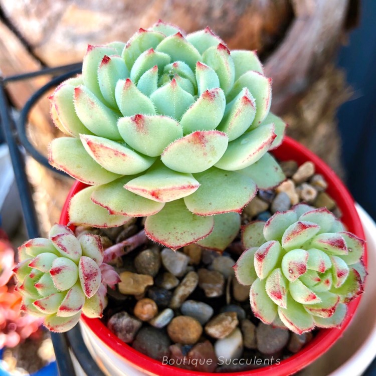 plant image 1157757