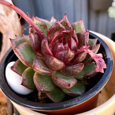 Echeveria 'Agavoides Blood Maria'