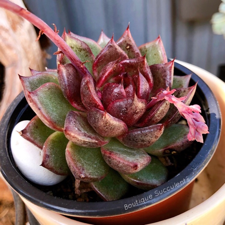 Plant image Echeveria Agavoides Blood Maria