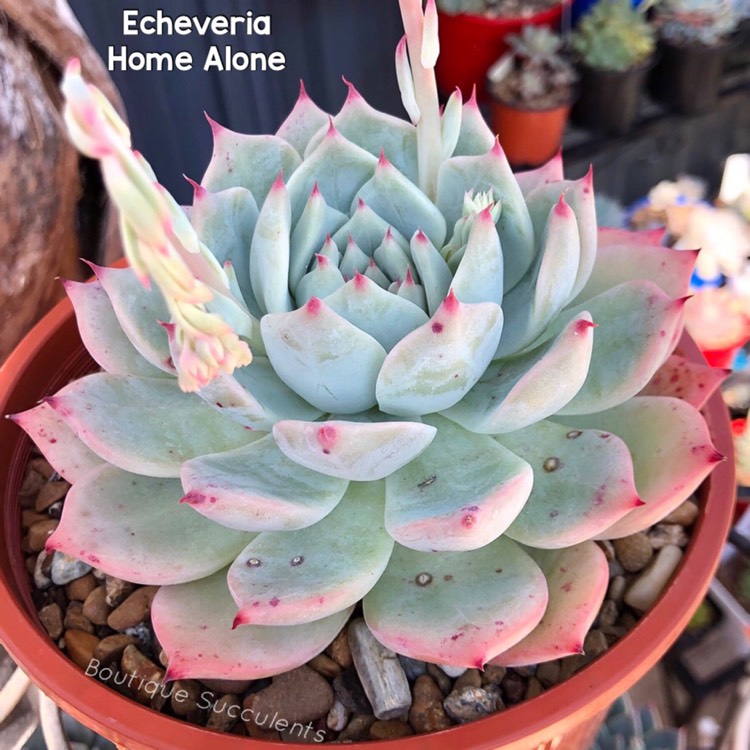 plant image 1164991