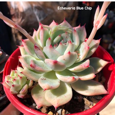 Echeveria Blue Chip