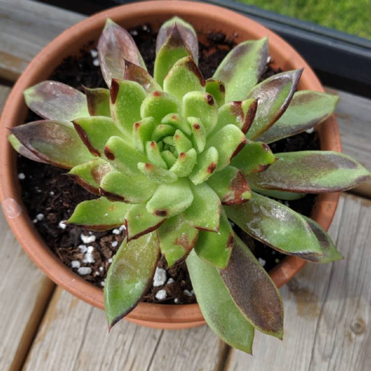 plant image 1053721 plant image 1053721