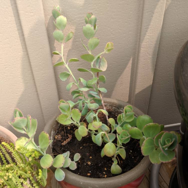 plant image 1062219 plant image 1062219