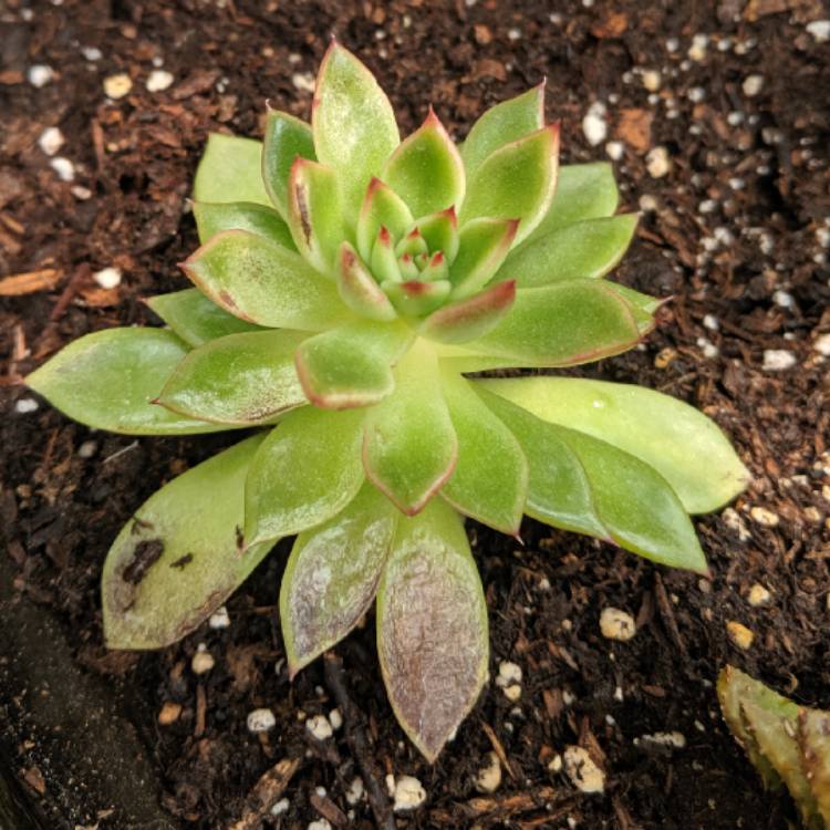 plant image 1062286 plant image 1062286