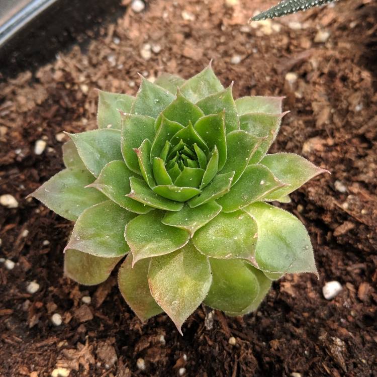 plant image 1062290