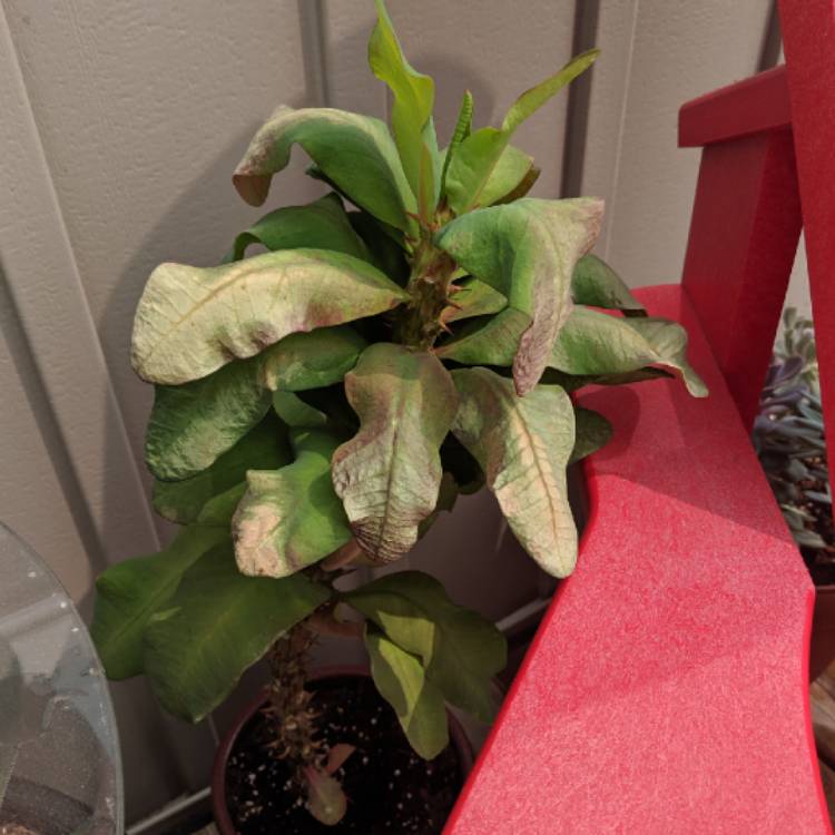plant image 1062300 plant image 1062300