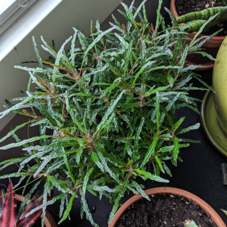 plant image 1071307 plant image 1071307