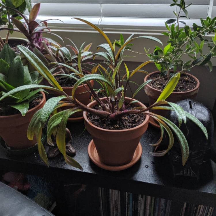 plant image 1071315 plant image 1071315