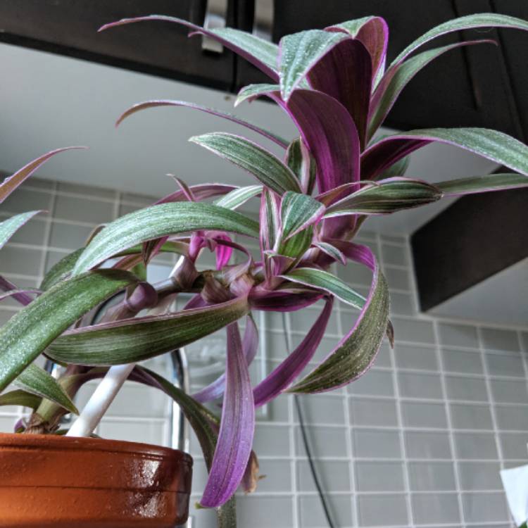 plant image 1078551 plant image 1078551