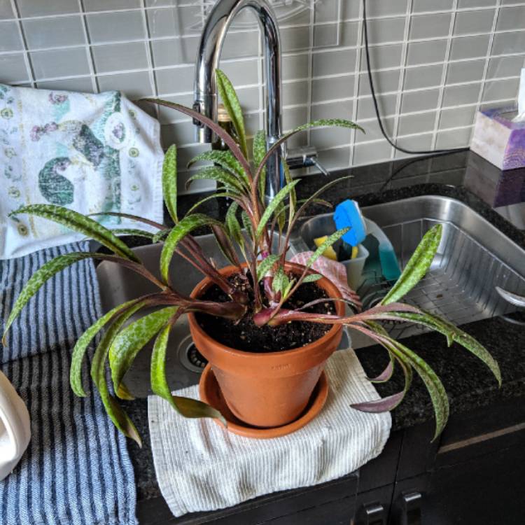 plant image 1078556 plant image 1078556