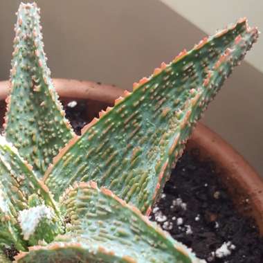 Aloe 'Christmas Carol'