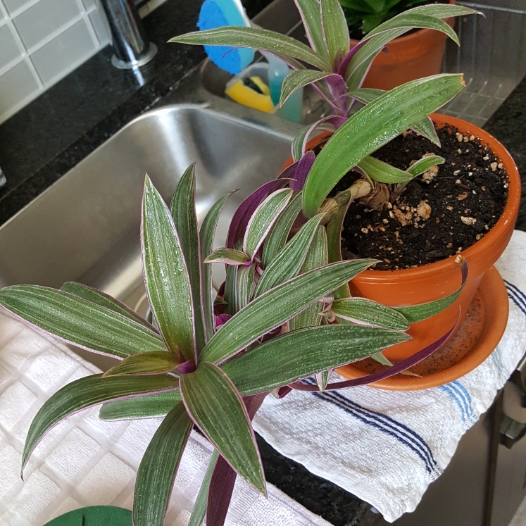 plant image 1094375 plant image 1094375