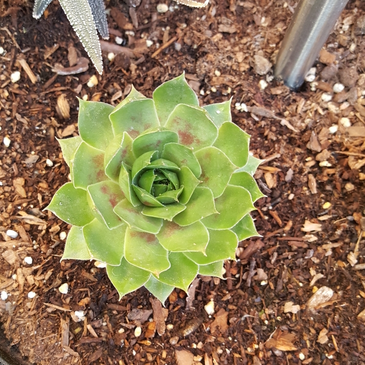 plant image 1098041