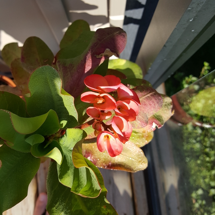 plant image 1124716 plant image 1124716