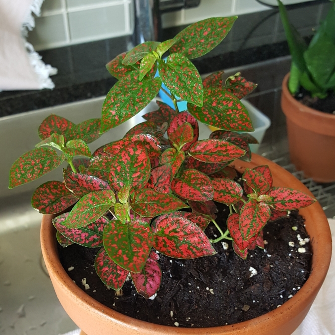 plant image 1126262 plant image 1126262