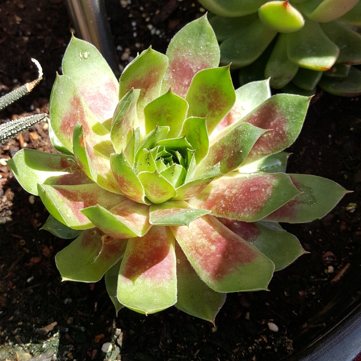 plant image 1126334