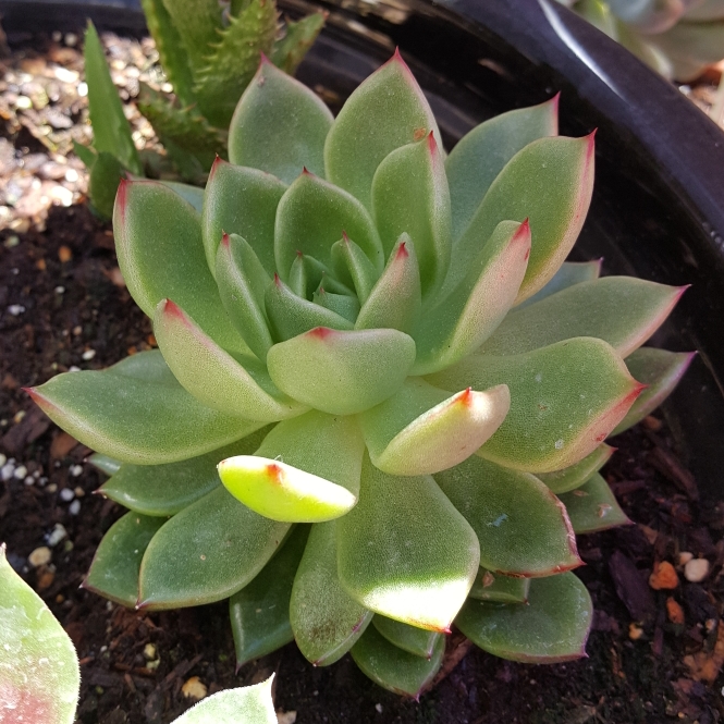 plant image 1126339 plant image 1126339