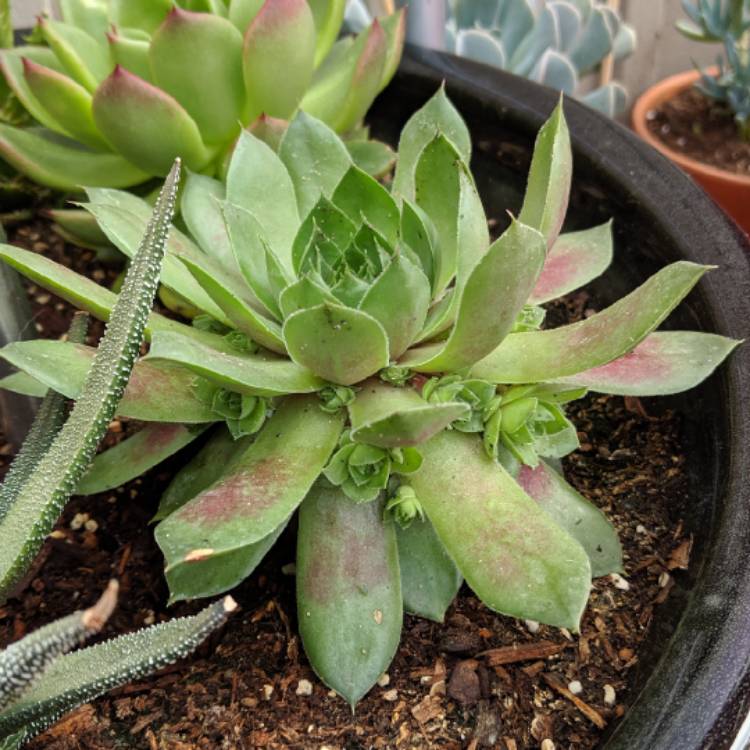 plant image 1151154