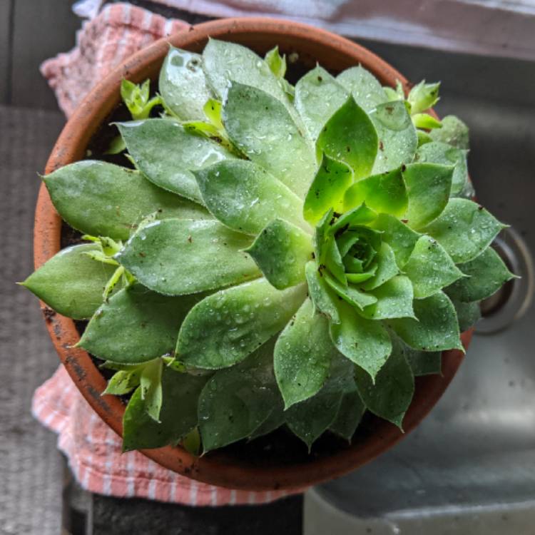 Plant image Sempervivum Cranberry Cocktail