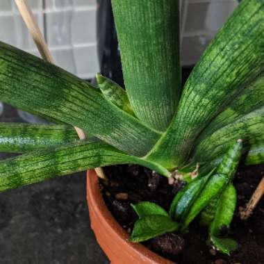 Sansevieria cylindrica