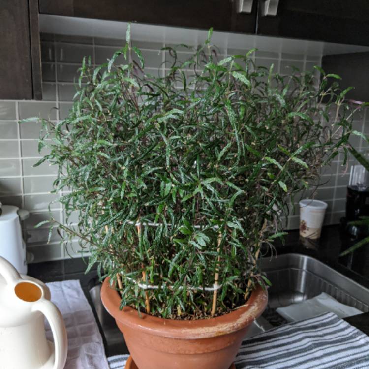 plant image 1258951 plant image 1258951