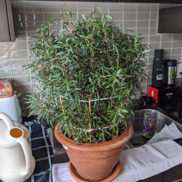 plant image 1271761 plant image 1271761